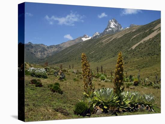 Mount Kenya, with Giant Lobelia in Foreground, Kenya, East Africa, Africa-Poole David-Stretched Canvas