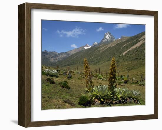 Mount Kenya, with Giant Lobelia in Foreground, Kenya, East Africa, Africa-Poole David-Framed Photographic Print