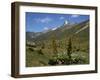 Mount Kenya, with Giant Lobelia in Foreground, Kenya, East Africa, Africa-Poole David-Framed Photographic Print