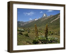 Mount Kenya, with Giant Lobelia in Foreground, Kenya, East Africa, Africa-Poole David-Framed Photographic Print