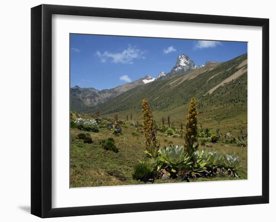 Mount Kenya, with Giant Lobelia in Foreground, Kenya, East Africa, Africa-Poole David-Framed Photographic Print