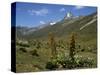 Mount Kenya, with Giant Lobelia in Foreground, Kenya, East Africa, Africa-Poole David-Stretched Canvas