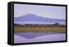 Mount Kilimanjaro, Seen from Amboseli National Park-DLILLC-Framed Stretched Canvas