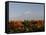 Mount Kilimanjaro, Tanzania, East Africa, Africa-Groenendijk Peter-Framed Stretched Canvas