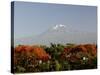 Mount Kilimanjaro, Tanzania, East Africa, Africa-Groenendijk Peter-Stretched Canvas