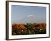 Mount Kilimanjaro, Tanzania, East Africa, Africa-Groenendijk Peter-Framed Photographic Print