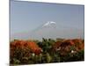 Mount Kilimanjaro, Tanzania, East Africa, Africa-Groenendijk Peter-Mounted Photographic Print