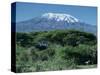 Mount Kilimanjaro, Tanzania, East Africa, Africa-Sassoon Sybil-Stretched Canvas