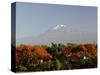 Mount Kilimanjaro, Tanzania, East Africa, Africa-Groenendijk Peter-Stretched Canvas