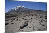 Mount Kilimanjaro-null-Mounted Premium Photographic Print