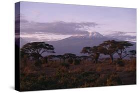 Mount Kilimanjaro-DLILLC-Stretched Canvas