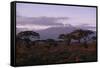 Mount Kilimanjaro-DLILLC-Framed Stretched Canvas