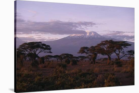 Mount Kilimanjaro-DLILLC-Stretched Canvas