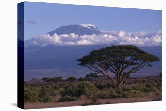 Mount Kilimanjaro-DLILLC-Stretched Canvas