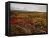 Mount Mckinley With Tundra in Fall Color, Denali National Park and Preserve, Alaska, USA-James Hager-Framed Stretched Canvas