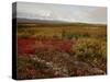 Mount Mckinley With Tundra in Fall Color, Denali National Park and Preserve, Alaska, USA-James Hager-Stretched Canvas