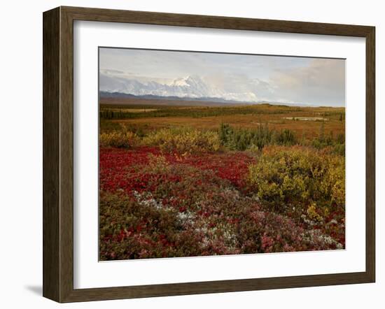 Mount Mckinley With Tundra in Fall Color, Denali National Park and Preserve, Alaska, USA-James Hager-Framed Photographic Print