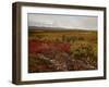 Mount Mckinley With Tundra in Fall Color, Denali National Park and Preserve, Alaska, USA-James Hager-Framed Photographic Print