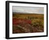 Mount Mckinley With Tundra in Fall Color, Denali National Park and Preserve, Alaska, USA-James Hager-Framed Photographic Print