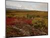 Mount Mckinley With Tundra in Fall Color, Denali National Park and Preserve, Alaska, USA-James Hager-Mounted Photographic Print