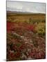 Mount Mckinley With Tundra in Fall Color, Denali National Park and Preserve, Alaska, USA-James Hager-Mounted Photographic Print