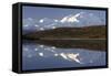 Mount McKinley, Wonder Lake, Sunrise, Denali National Park, Alaska, USA-Gerry Reynolds-Framed Stretched Canvas