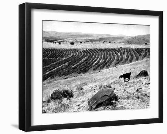 Mount of Beatitudes-null-Framed Photographic Print