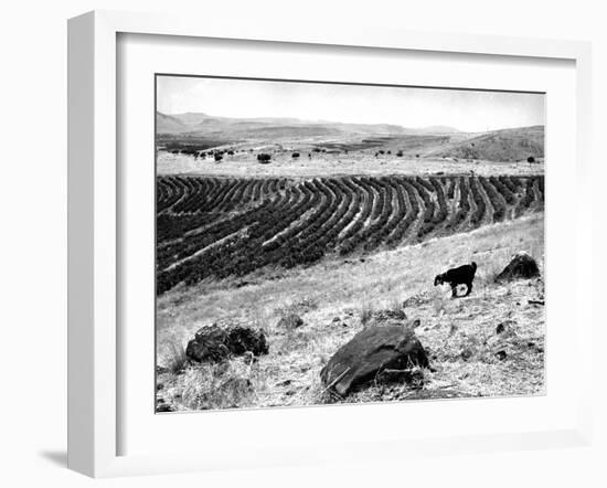 Mount of Beatitudes-null-Framed Photographic Print