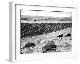 Mount of Beatitudes-null-Framed Photographic Print