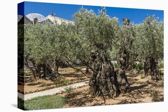 Mount of Olives, Church of All Nations (Also known as the Church or Basilica of the Agony), the Gar-Massimo Borchi-Stretched Canvas