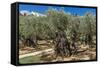 Mount of Olives, Church of All Nations (Also known as the Church or Basilica of the Agony), the Gar-Massimo Borchi-Framed Stretched Canvas