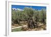 Mount of Olives, Church of All Nations (Also known as the Church or Basilica of the Agony), the Gar-Massimo Borchi-Framed Photographic Print