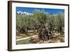 Mount of Olives, Church of All Nations (Also known as the Church or Basilica of the Agony), the Gar-Massimo Borchi-Framed Photographic Print