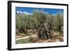 Mount of Olives, Church of All Nations (Also known as the Church or Basilica of the Agony), the Gar-Massimo Borchi-Framed Photographic Print