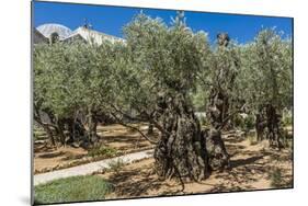 Mount of Olives, Church of All Nations (Also known as the Church or Basilica of the Agony), the Gar-Massimo Borchi-Mounted Photographic Print