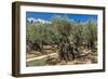 Mount of Olives, Church of All Nations (Also known as the Church or Basilica of the Agony), the Gar-Massimo Borchi-Framed Photographic Print