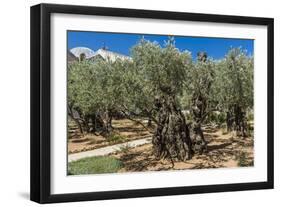Mount of Olives, Church of All Nations (Also known as the Church or Basilica of the Agony), the Gar-Massimo Borchi-Framed Photographic Print
