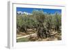 Mount of Olives, Church of All Nations (Also known as the Church or Basilica of the Agony), the Gar-Massimo Borchi-Framed Photographic Print