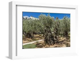 Mount of Olives, Church of All Nations (Also known as the Church or Basilica of the Agony), the Gar-Massimo Borchi-Framed Photographic Print