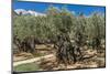 Mount of Olives, Church of All Nations (Also known as the Church or Basilica of the Agony), the Gar-Massimo Borchi-Mounted Photographic Print