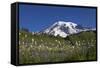 Mount Rainier and Alpine Meadows-null-Framed Stretched Canvas