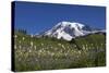 Mount Rainier and Alpine Meadows-null-Stretched Canvas