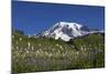 Mount Rainier and Alpine Meadows-null-Mounted Photographic Print