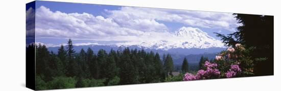 Mount Rainier and Spring Rhododendrons, Graham, Washington State, USA-null-Stretched Canvas