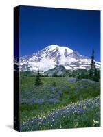 Mount Rainier and Wildflower Meadow-Terry Eggers-Stretched Canvas