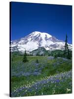 Mount Rainier and Wildflower Meadow-Terry Eggers-Stretched Canvas