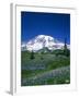 Mount Rainier and Wildflower Meadow-Terry Eggers-Framed Photographic Print