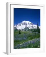 Mount Rainier and Wildflower Meadow-Terry Eggers-Framed Photographic Print