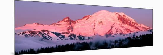 Mount Rainier at Dawn-Douglas Taylor-Mounted Art Print