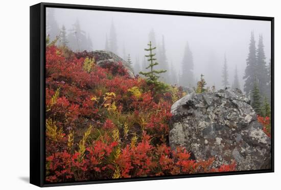 Mount Rainier National Park, Autumn Fog-Ken Archer-Framed Stretched Canvas